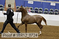 11r12_8724 thumbnail
