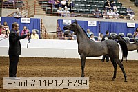 11r12_8799 thumbnail