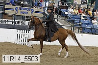 11r14_5503 thumbnail