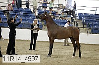 11r14_4997 thumbnail