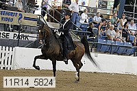 11r14_5824 thumbnail