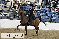11r14_7740 thumbnail