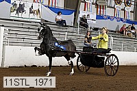11stl_1971 thumbnail