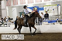 11acd_310 thumbnail