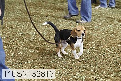 11usn_32815 thumbnail
