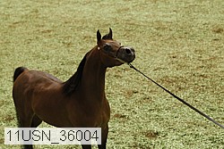 11usn_36004 thumbnail