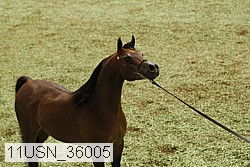 11usn_36005 thumbnail