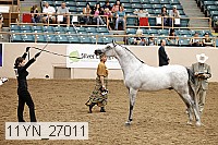 11yn_27011 thumbnail