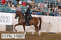 11yn_11667 thumbnail