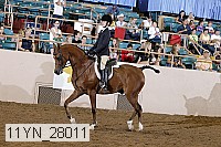 11yn_28011 thumbnail
