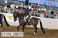 11yn_28012 thumbnail