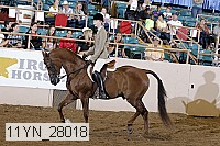 11yn_28018 thumbnail