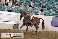 11yn_28089 thumbnail