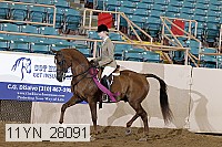 11yn_28091 thumbnail