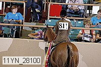 11yn_28100 thumbnail