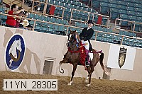 11yn_28305 thumbnail