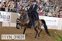 11yn_31631 thumbnail