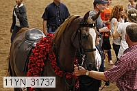 11yn_31737 thumbnail
