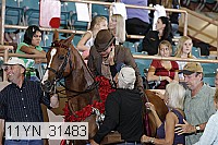 11yn_31483 thumbnail