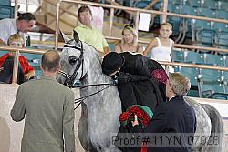11yn_07928 thumbnail