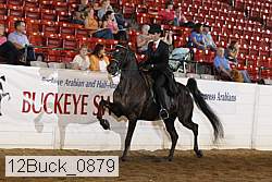 12buck_0879 thumbnail