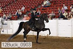 12buck_0903 thumbnail