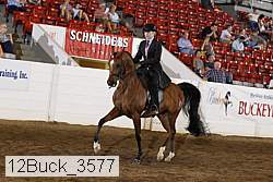 12buck_3577 thumbnail