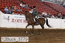 12buck_3779 thumbnail