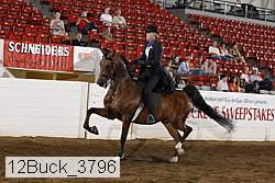 12buck_3796 thumbnail