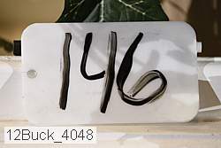 12buck_4048 thumbnail