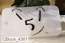 12buck_4361 thumbnail