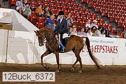 12buck_6372 thumbnail