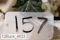 12buck_4633 thumbnail