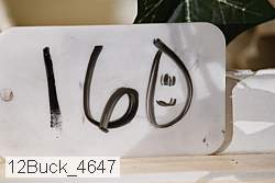 12buck_4647 thumbnail