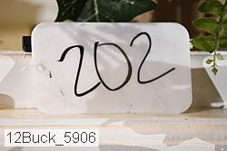 12buck_5906 thumbnail