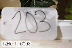 12buck_6008 thumbnail