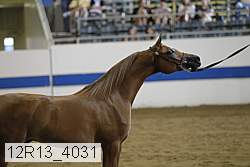 12r13_4031 thumbnail