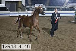 12r13_4046 thumbnail