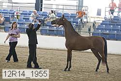 12r14_1955 thumbnail