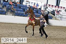 12r14_2441 thumbnail