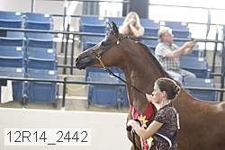 12r14_2442 thumbnail