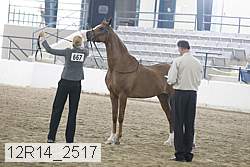 12r14_2517 thumbnail