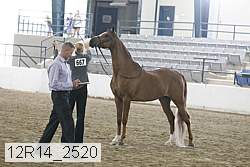 12r14_2520 thumbnail
