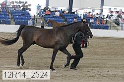 12r14_2524 thumbnail