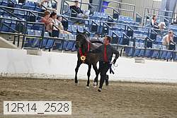 12r14_2528 thumbnail