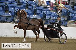 12r14_5914 thumbnail