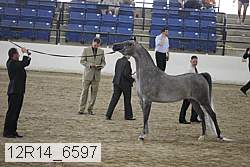 12r14_6597 thumbnail