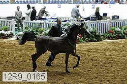 12r9_0165 thumbnail