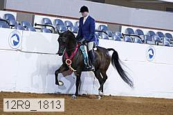 12r9_1813 thumbnail