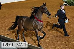 12r9_2421 thumbnail